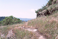 Photo taken on Cupcake Hill on the Glenwood property in Scotts Valley by Dean W. Taylor. 